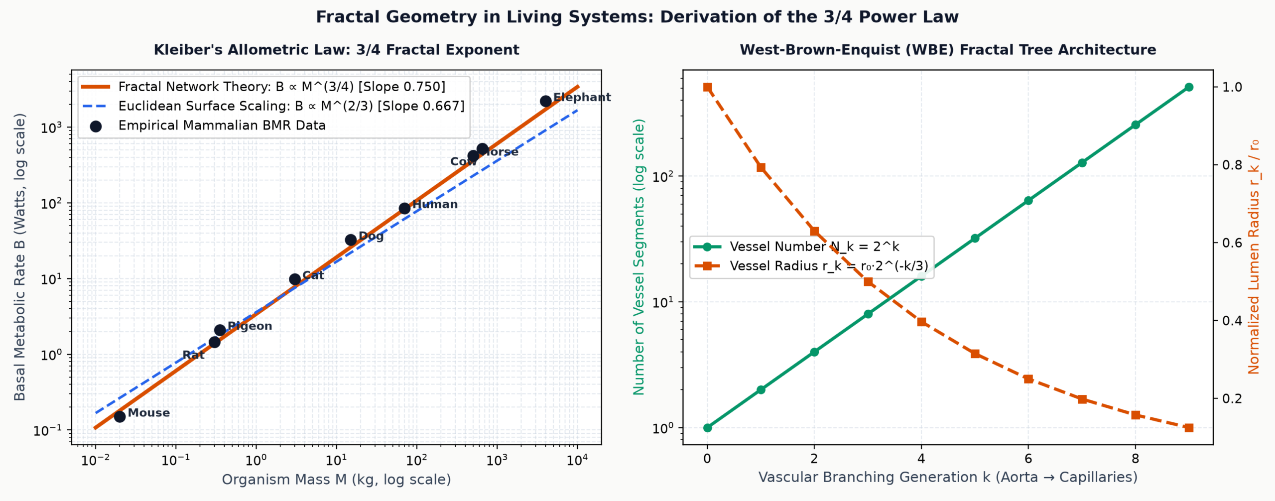 Kleibers Law 3/4 Fractal Allometry and West-Brown-Enquist Network